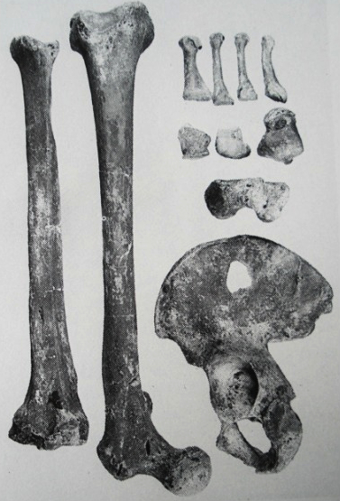 Bones of the "Red Lady of Paviland", who was actually male. (Click on image to view larger.)